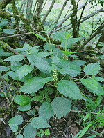 Lamier jaune - Lamium galeobdolon
